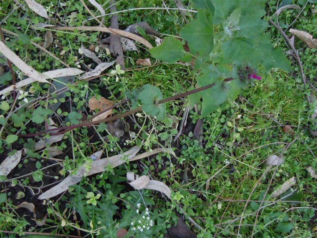 Pianta piumino - Lamium amplexicaule